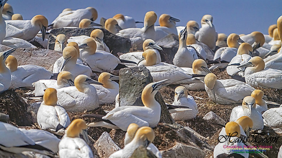 Cape St. Mary's 103