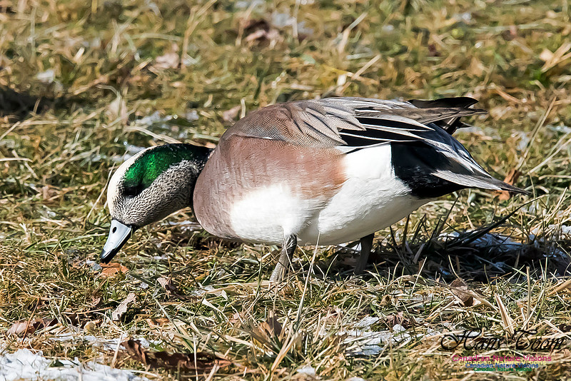American Wigeon