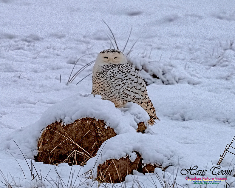 Snowy Owl 202