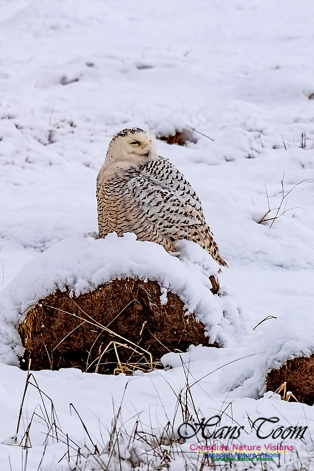 Snowy Owl 204