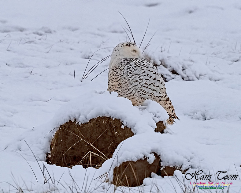 Snowy Owl 200