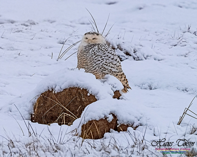 Snowy Owl 201