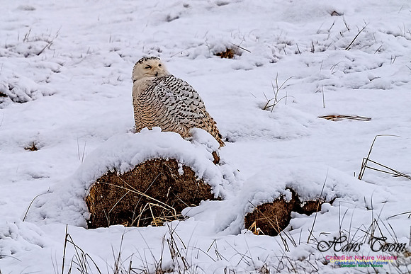 Snowy Owl 203
