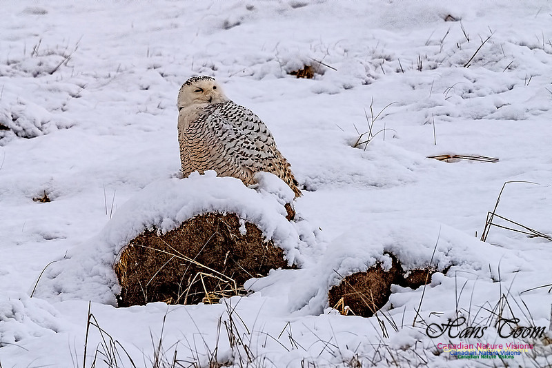 Snowy Owl 203
