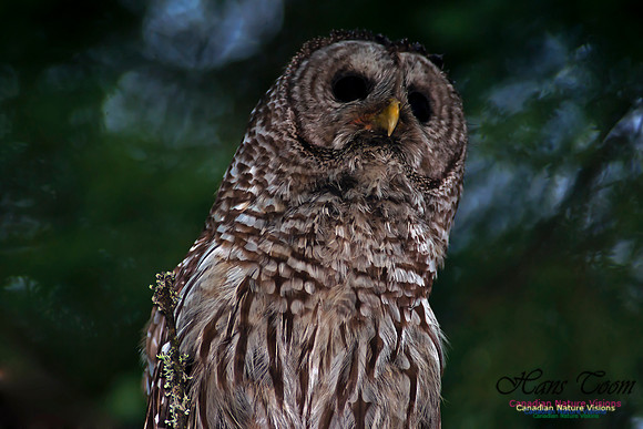 Barred Owl