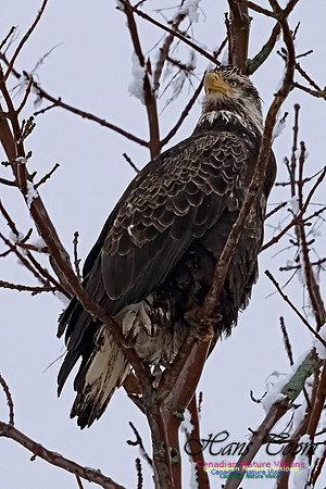 Bald Eagle 100
