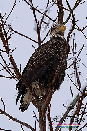 Bald Eagle 101