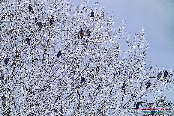 Bald Eagle 102