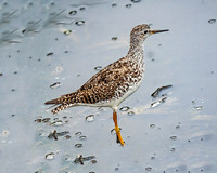 Lesser Yellowlegs