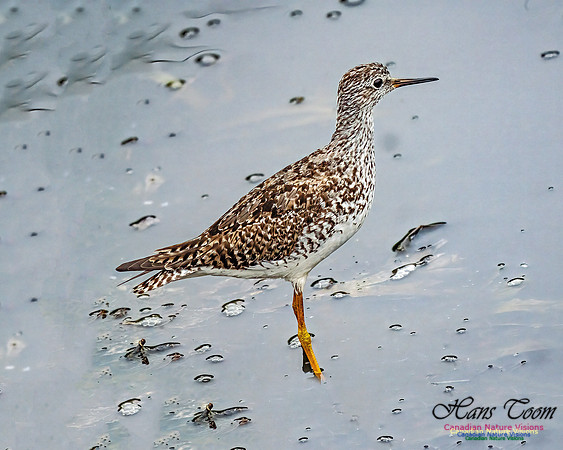 Lesser Yellowlegs 400