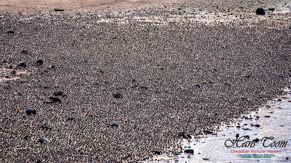 Peeps Evangeline Beach 2024 943