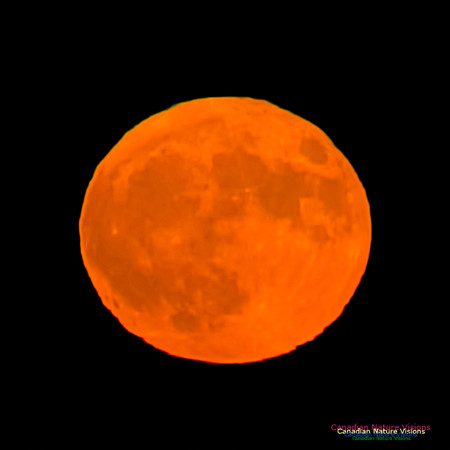 Blue Moon October 31, 2020 5