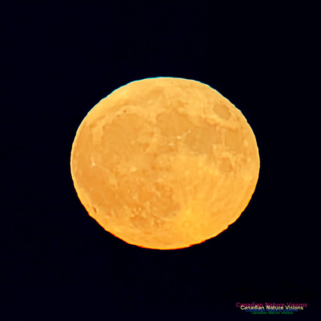 Blue Moon October 31, 2020 6