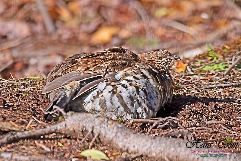 Ruffed Grouse 103