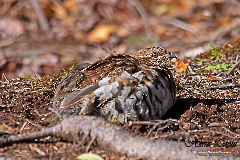 Ruffed Grouse 102