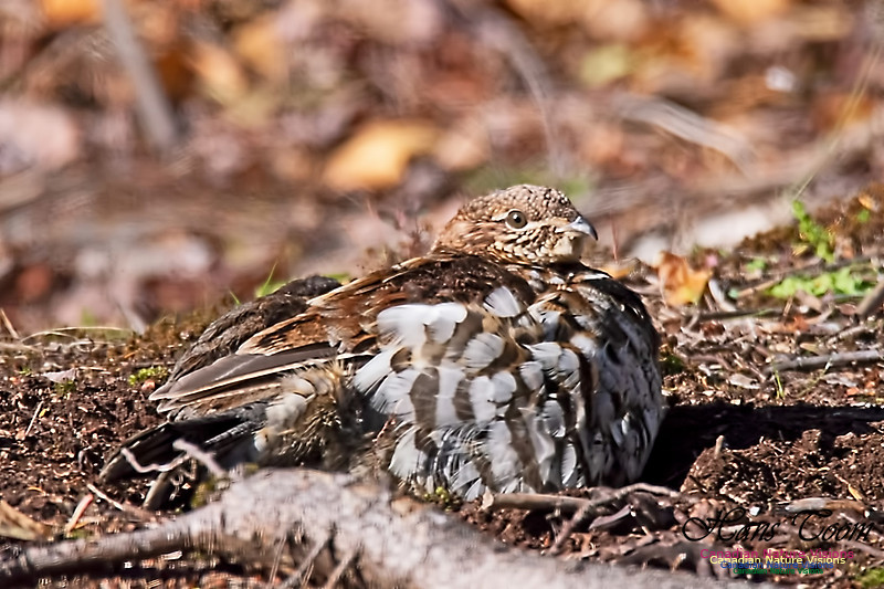 Ruffed Grouse 101