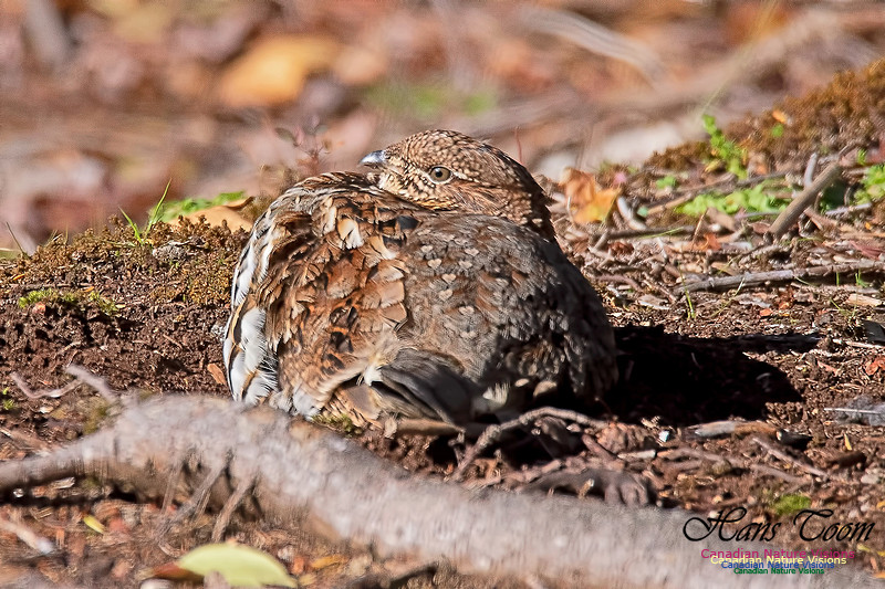 Ruffed Grouse 100