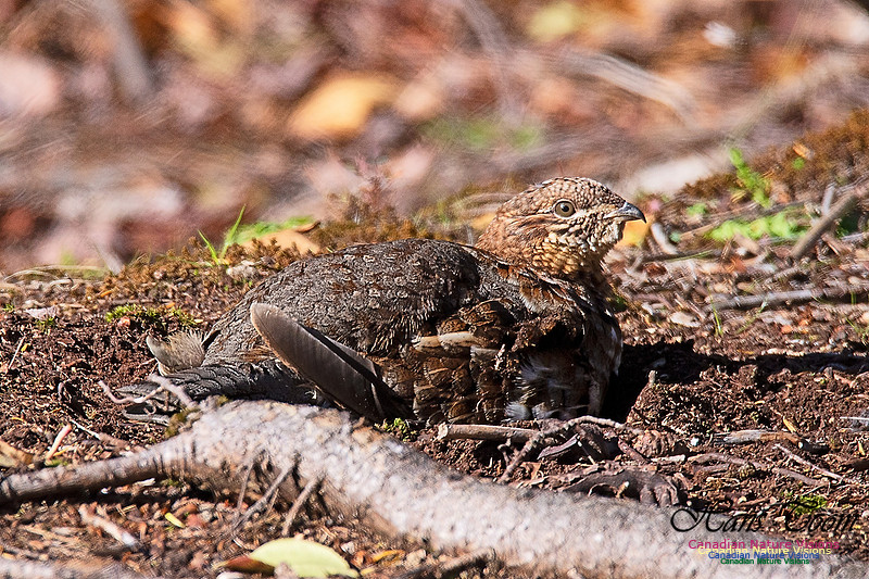 Ruffed Grouse 104