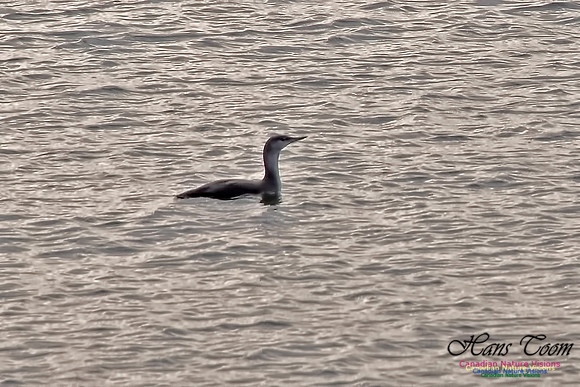 Red-throated Loon 100