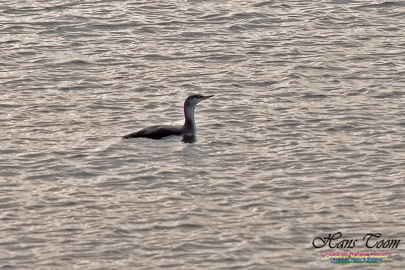 Red-throated Loon 100