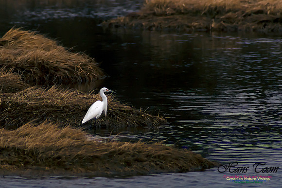 Snowy Egret