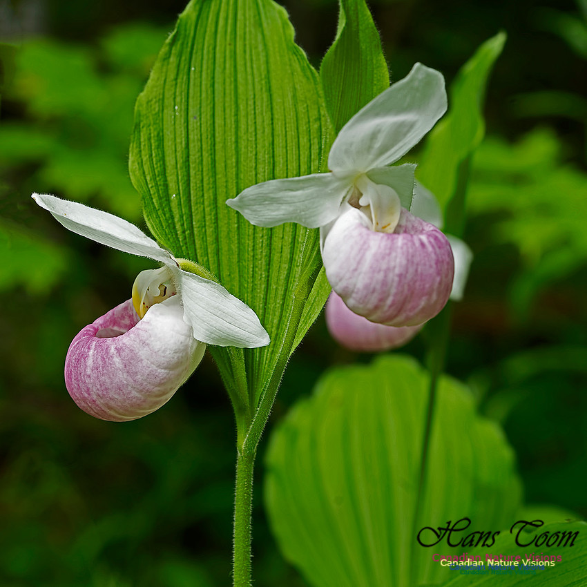 Showy Lady's Slipper Orchid 103