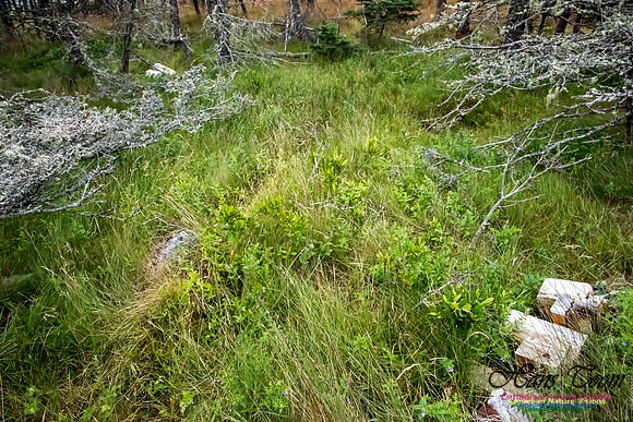 Flotsom at the East End of the Pond, Troop Island