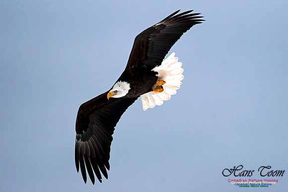 Bald Eagle