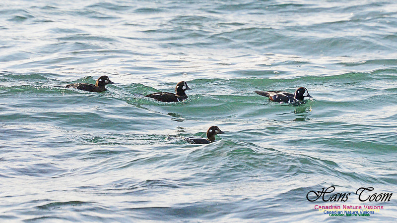 Harlequin Duck 107