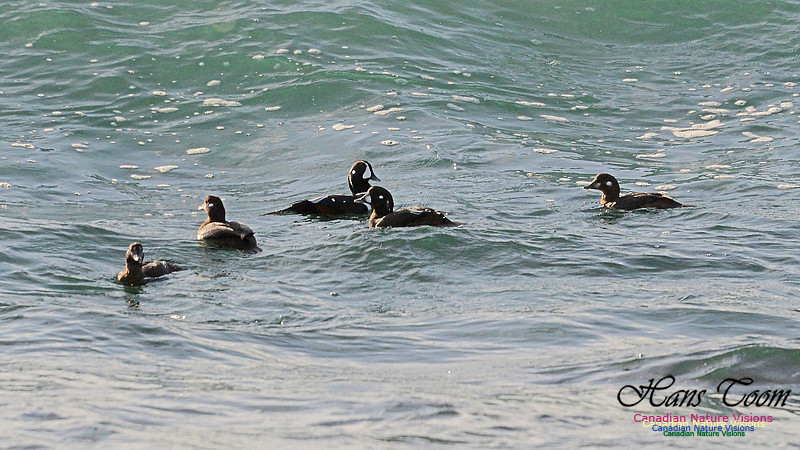 Harlequin Duck 105