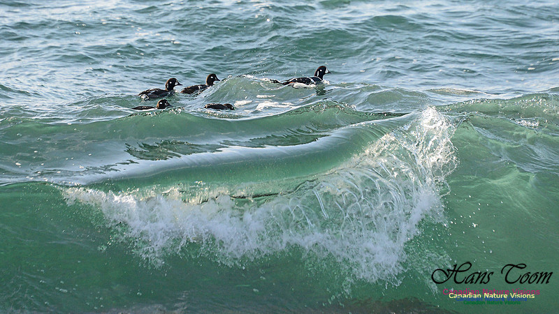 Harlequin Duck 110