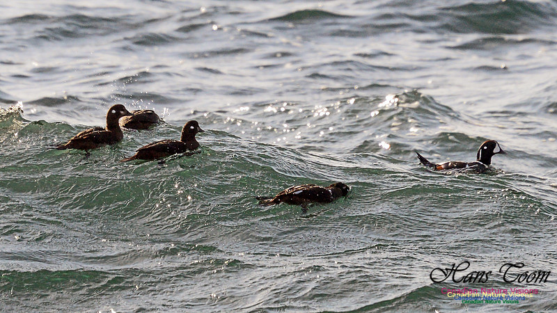 Harlequin Duck 102