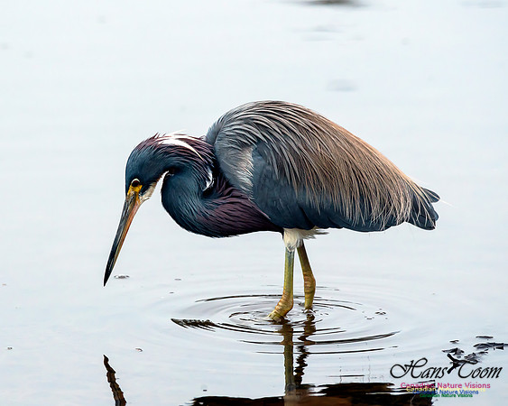 Tricoloured Heron 60