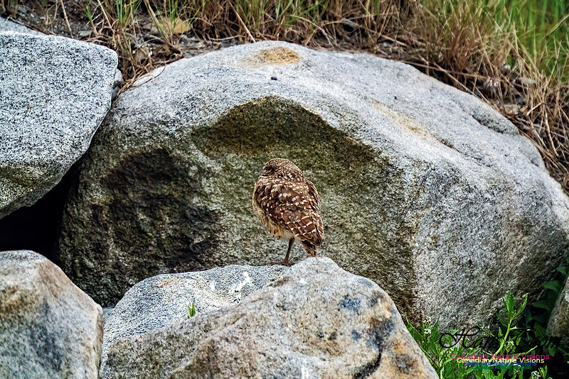 Burrowing Owl 120