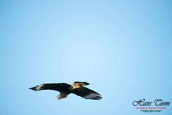 Crested Caracara