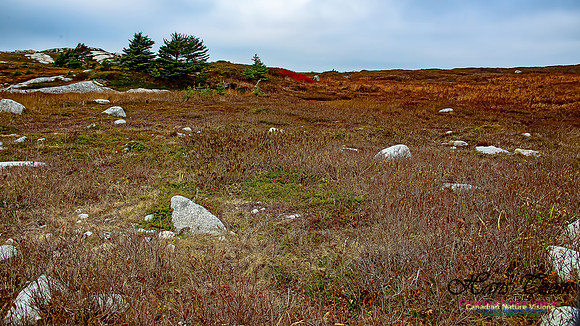 Western Prospect Barrens 108