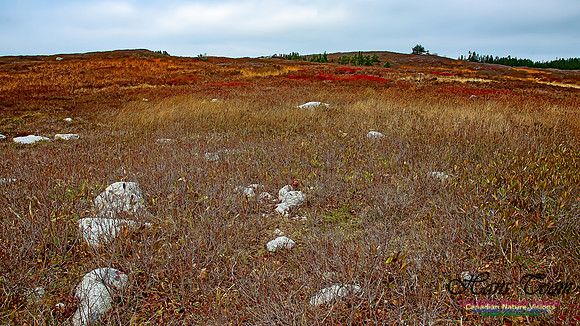 Western Prospect Barrens 107