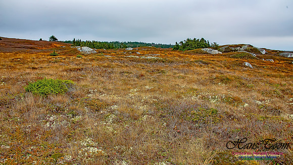 Western Prospect Barrens 114