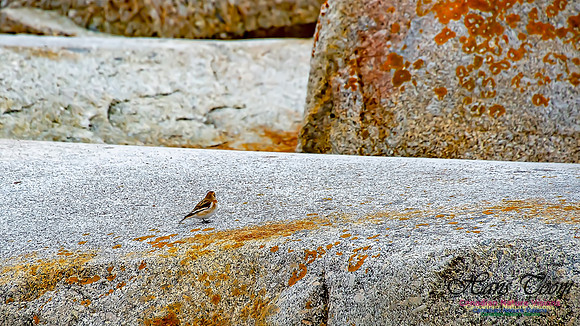 Western Prospect Barrens and Snow Bunting 110