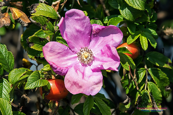 Wild Rose