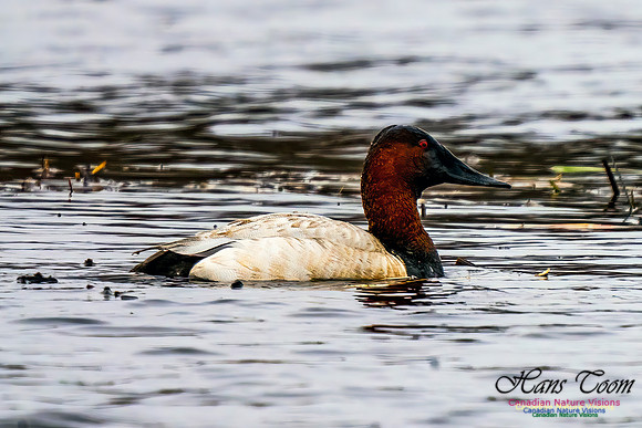 Canvasback 305