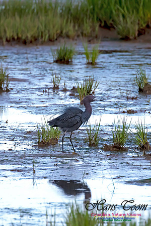 Little Blue Heron 113