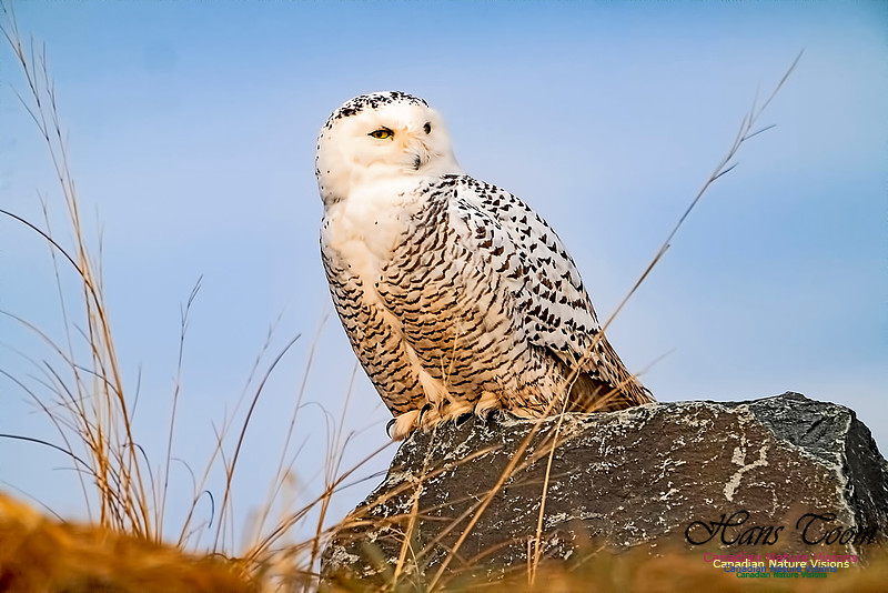 Snowy Owl 303