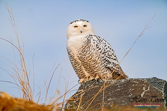 Snowy Owl 301