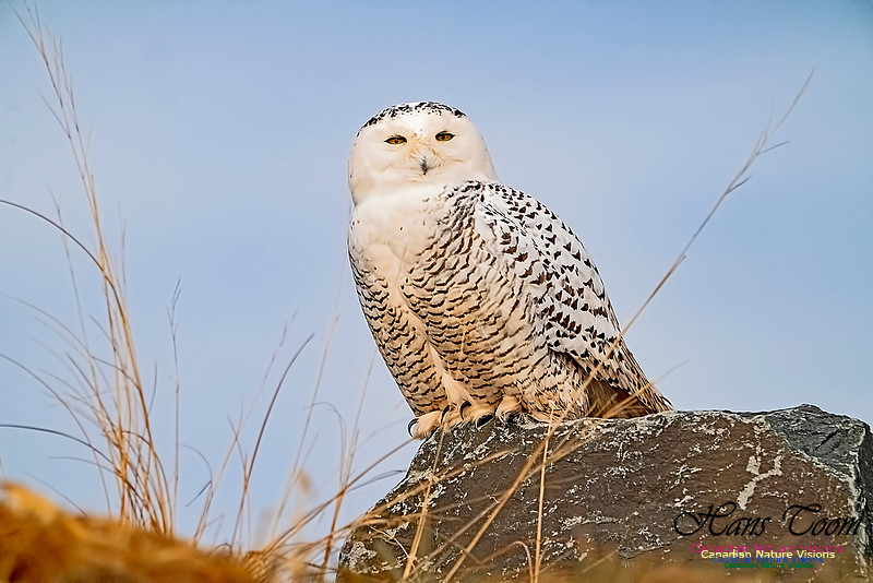 Snowy Owl 301