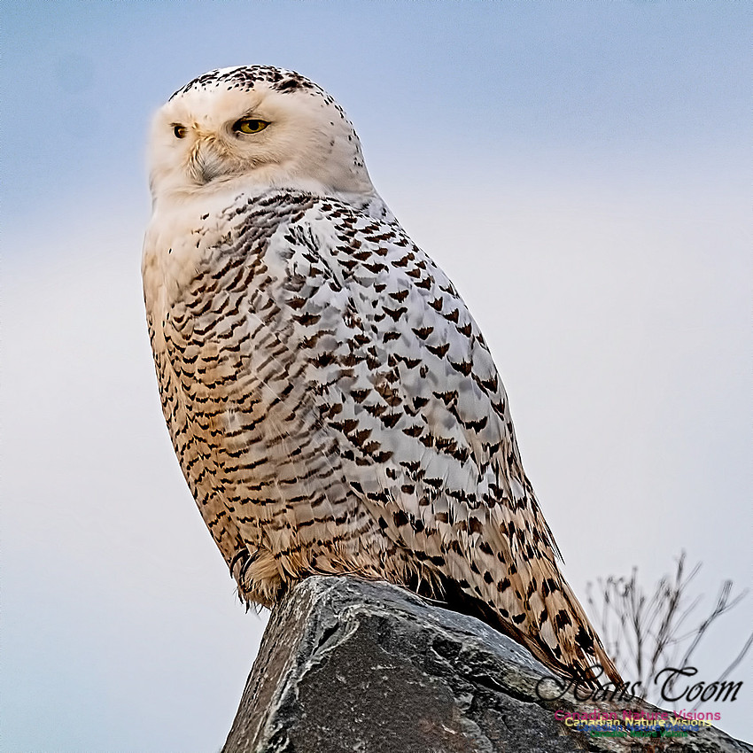 Snowy Owl 304