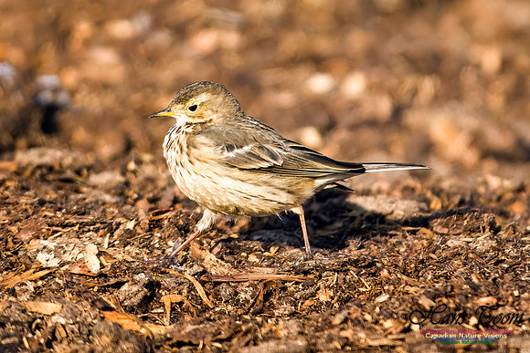 American Pipit 102