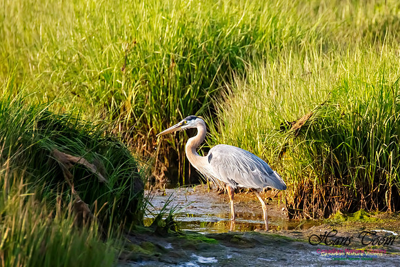 Great Blue Heron 101