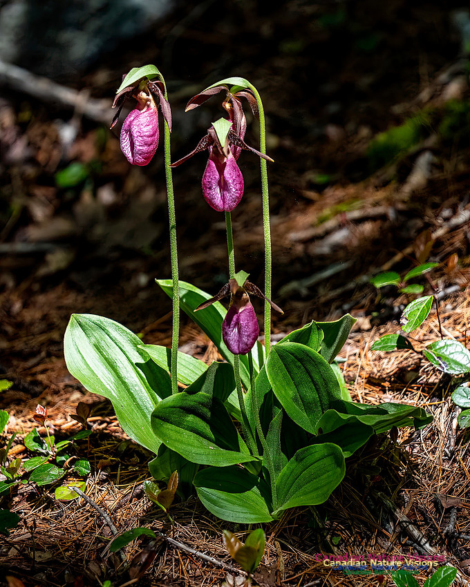 Pink Orchid Walk 108