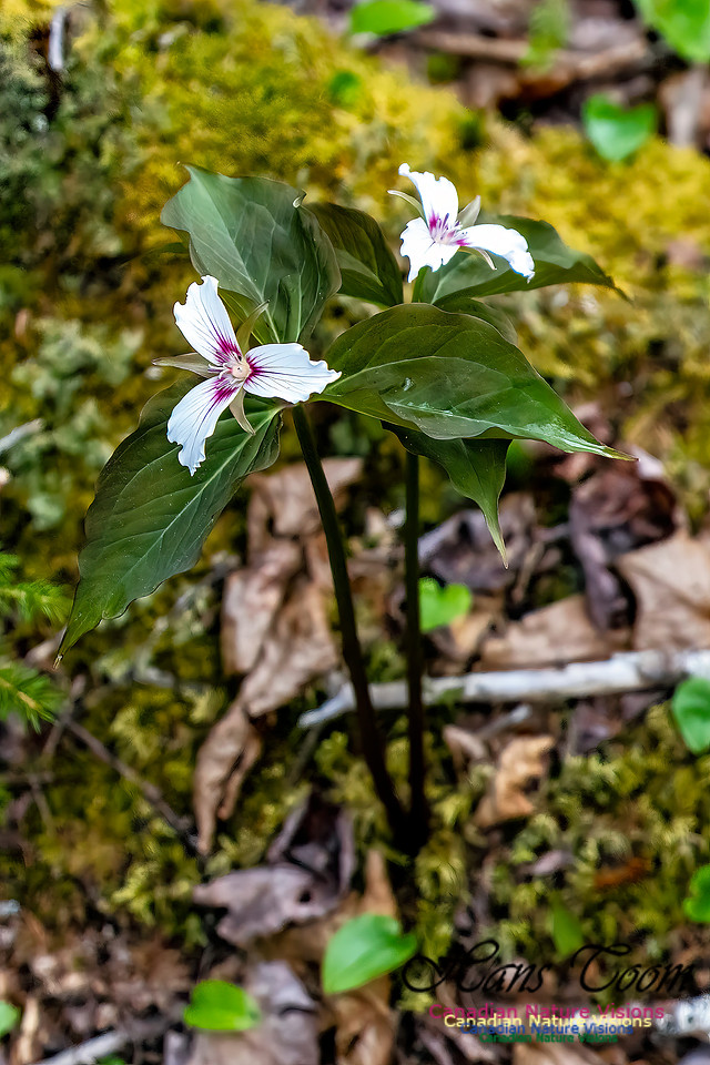 Painted Trillium 101